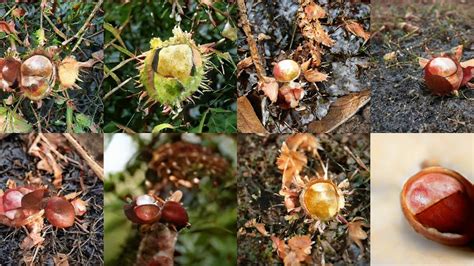 The upright cluster of flowers can be from 5 to 12 inches in length. Generating Buckeye, Horse Chestnut, Conker with Deep ...