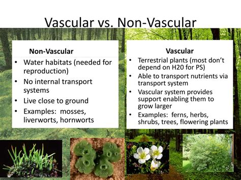 Vascular Vs Nonvascular Plants Plant Ideas