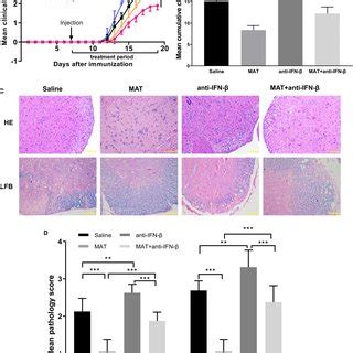 MAT induced IFN β levels in serum and in the CNS EAE mice described