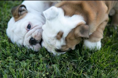Wild About Bulldogs Puppies For Sale
