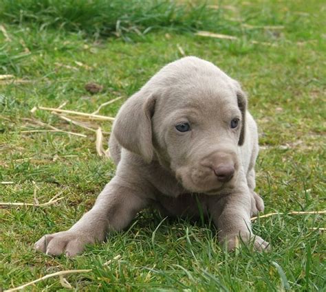 Puppy Gallery Pictures