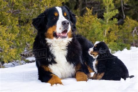 Adult And Puppy Bernese Mountain Dog Portrait In Winter Stock Photo
