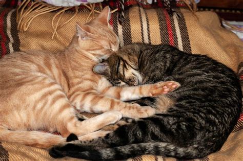 Two Tabby Cats Sleeping Together And Hugging With Paws On Plaid Blanket