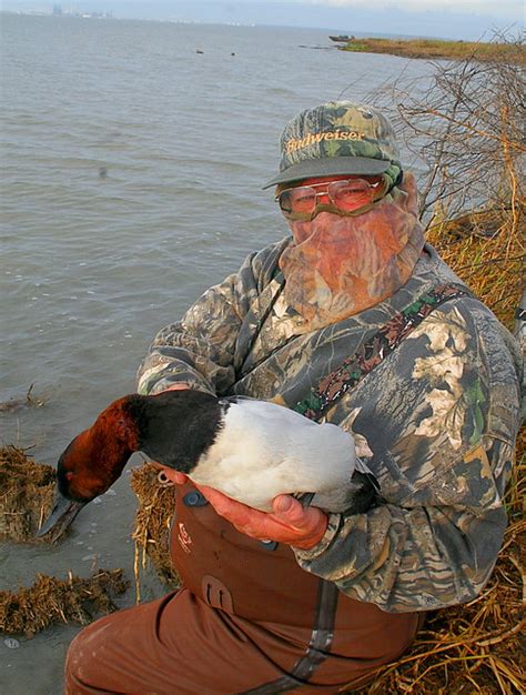 Mississippi Duck Hunting A Maganificent Drake Canvasback Eddie