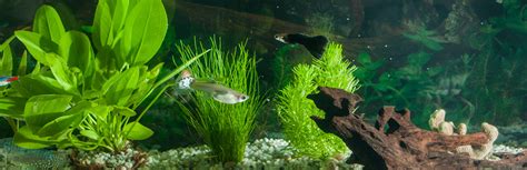 Best Freshwater Algae Eaters For Your Aquarium My Pet Needs That