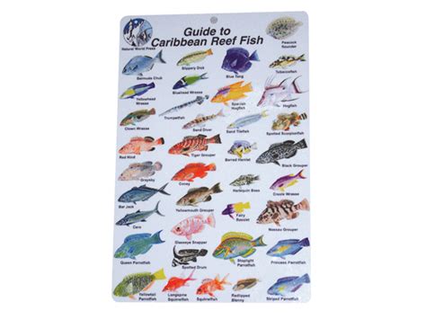 Guide Caribbean Reef Fish Id Card Budget Marine