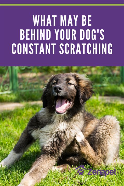 What May Be Behind Your Dogs Constant Scratching Dogs Dog