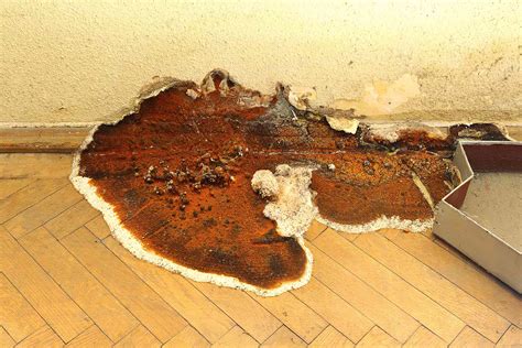 How much does rust repair cost. How Much Does Dry Rot Repair Cost in 2020? | Checkatrade
