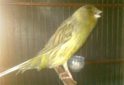 Bayangkan saja kita dapat melihat beraneka ragam benda dengan warna yang berbeda. Burung Kenari dan Perawatannya | Seputar Informasi