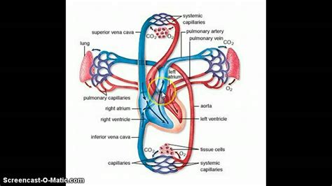 The Pulmonary and Systemic Circuits - YouTube