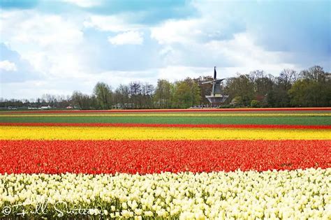 Tulip Flower Fields In Netherlands Facts Best Flower Site