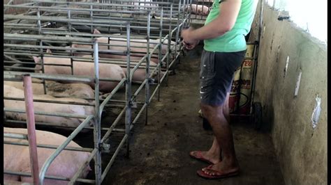 Waste Management In Pig Farm Part 2 Making Organic Fertilizer W