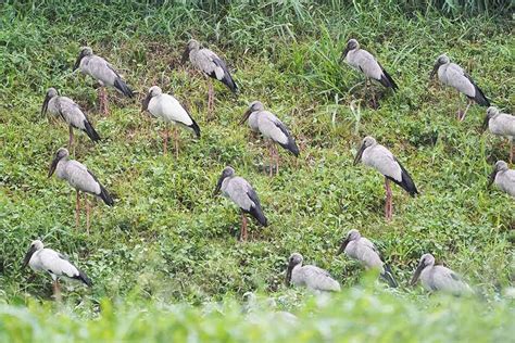 Their trusted pest control service providers also make sure that the area they have rid of pests does not become contaminated for the dwellers' safety. Subang Jaya Becomes Migratory Birds Stopover during the ...
