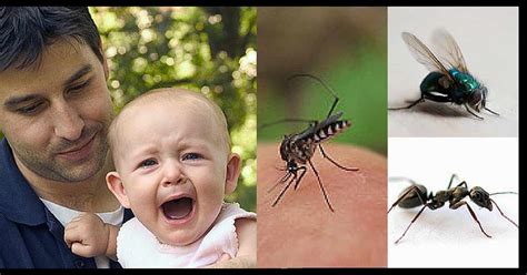 How To Protect Your Child From Insect And Mosquito Bites During The