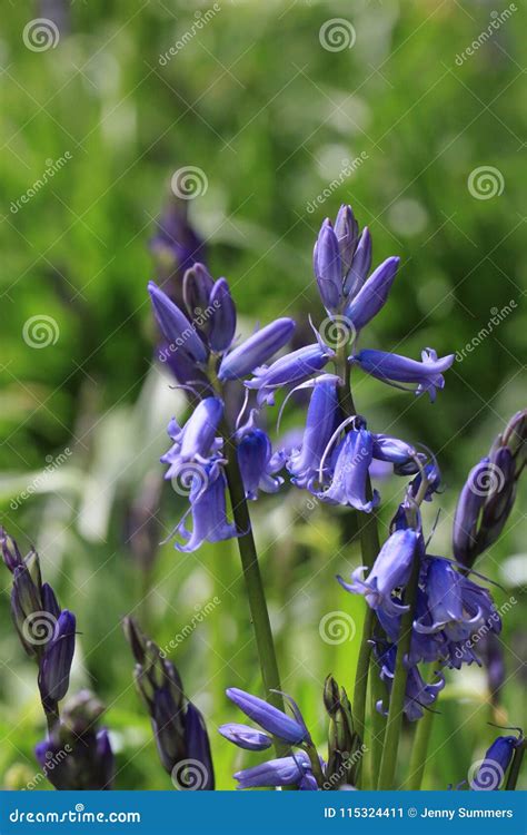 Early Spring Woodland Bluebells In The Sunshine Stock Image Image Of