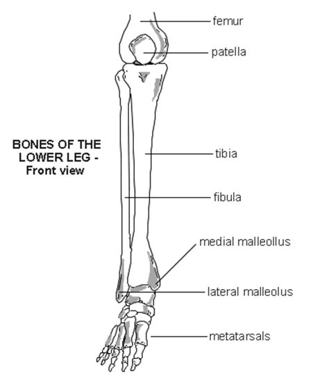 Lower Leg Bones Diagram The Leg Bone S Connected To The Anatomy Bones
