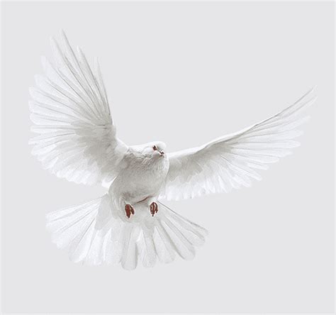 White Dove Domestic Pigeon Columbidae Release Dove Squab Dove Dove My