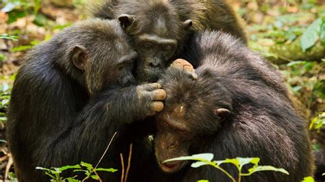 Research Shows Aging Chimps Like Humans Value Friendships Unm Newsroom