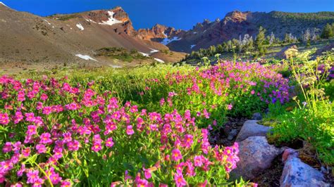 Spring Purple Flowers Mountain Rocky Peaks Snow Rock Blue Sky Beautiful