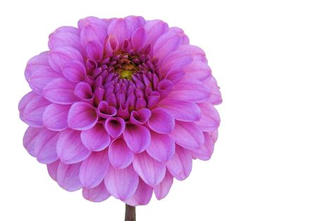 Flower Background Images Png Dahlia Flower Png Image