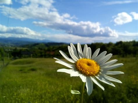 Free Images Flower White Yellow Sky Nature Natural Landscape