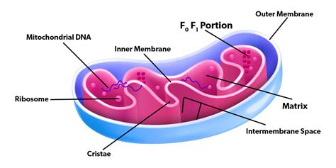 Mitochondria Definition Structure Functions And Facts