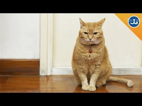 It's important to rule out any organic cause of the anxiety to help maximize the benefits of behavioral therapies. Does My Cat Have Separation Anxiety? - YouTube