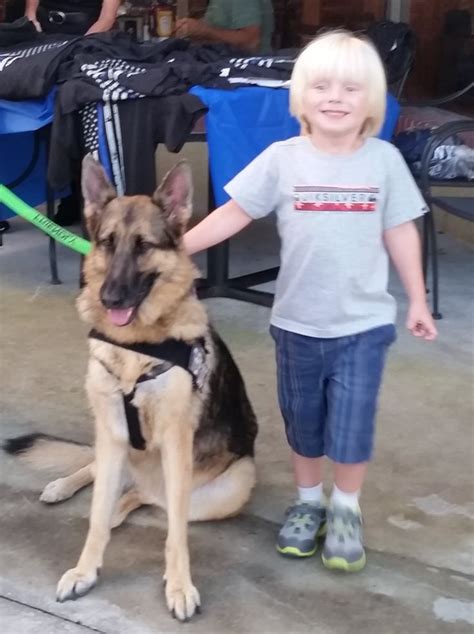 We serve the midwest including indiana, michigan and ohio with exceptional german shepherd puppies! 110 best images about German Shepherd Dog Training on ...