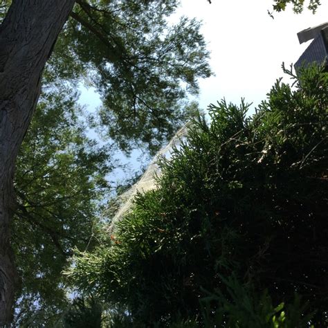 Webs At The Tops Of Emerald Cedar Hedge Toronto Master Gardeners