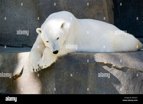 Polar Bear Resting Stock Photo Alamy