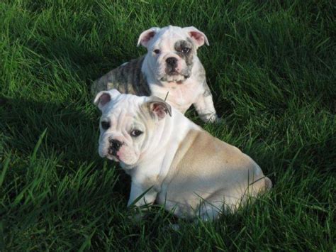 The american bulldog is higher on the leg, more agile and swifter than its english counterpart. AKC English Bulldog Male Puppies for Sale in Roy, Washington Classified | AmericanListed.com