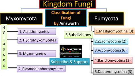 Ainsworth Classification Of Fungi With Example Biologyexams4u Youtube