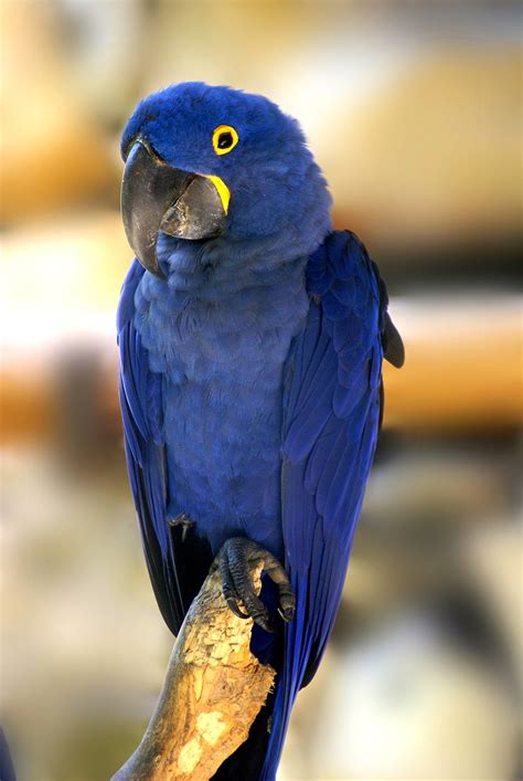 Guacamayo Azul Pájaro Aves Foto Gratis En Pixabay Pixabay