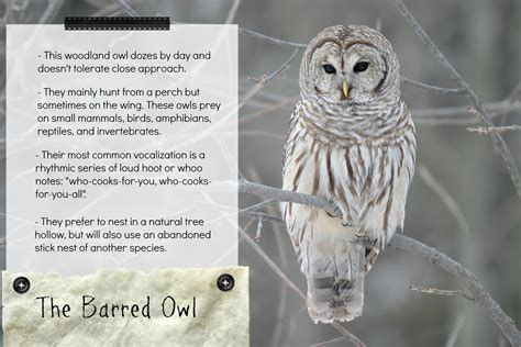 A Few Fast Facts If Youd Like To Get To Know The Barred Owl Barred