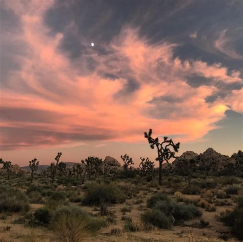 Sunset In Joshua Tree National Park Campingandhiking