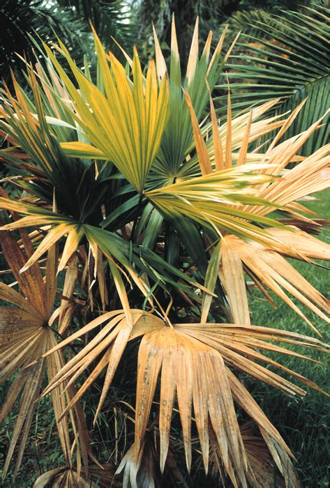 Lethal Yellowing Of Palm