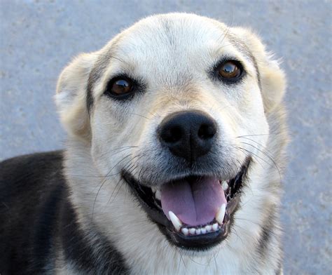 Smiling Dog Flickr Photo Sharing