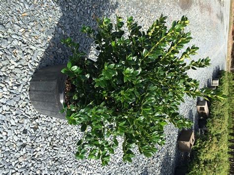 This is a beautiful plant throughout the year. Holly - Dwarf Burford (Ilex cornuta 'Dwarf Burford ...