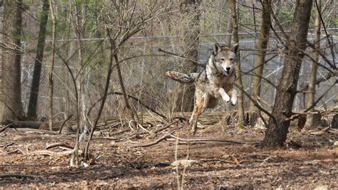 Red Wolf Charges And Soars Latest Health And Environment News From