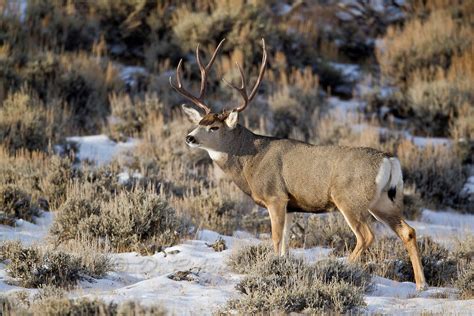 Mule Deer Buck In Wyoming Yellowstone Nature Photography By D Robert