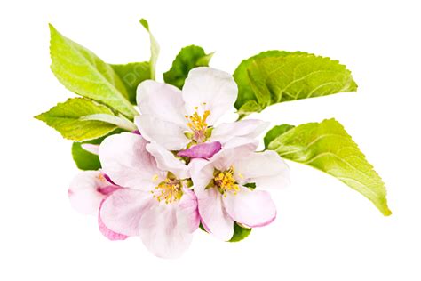 Pink Apple Blossoms Fruit Tree Gentle Floral Blossoming Png
