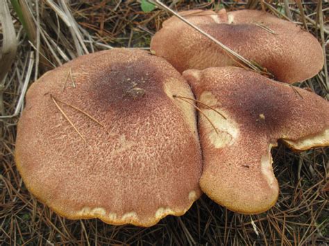 Stinkhorns along with the typical lawn mushrooms, city and suburban residents can think stinkhorn as part of their mushroom education. An Austin Homestead: Wild Edibles: Mushrooms