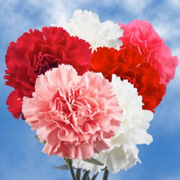 valentines day carnations global rose