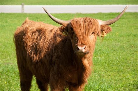 Highland Cattle Highland Cattle Are A Scottish Breed Of Ca Flickr