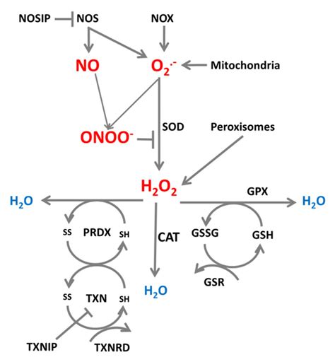 Rosrns Production And Neutralization Cellular Superoxide O2 And