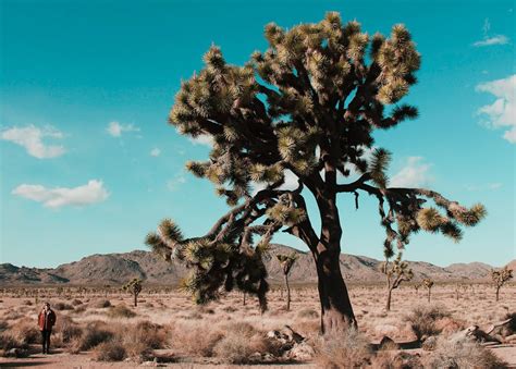 One Day Road Trip In Joshua Tree Driving Tour Of The Parks Highlight