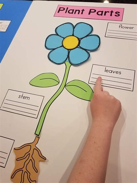 Spring Activities For Kindergarten Mrs Mcginnis Little Zizzers