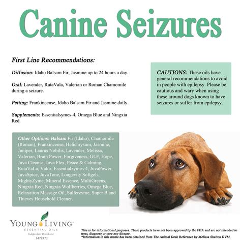 Canine Seizure Treatment