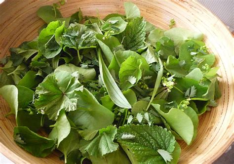 Wild Edible Greens Foraging Your Own Wild Superfoods