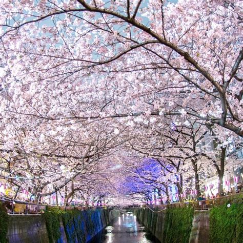 10 New Japanese Cherry Blossoms Wallpaper Full Hd 1080p